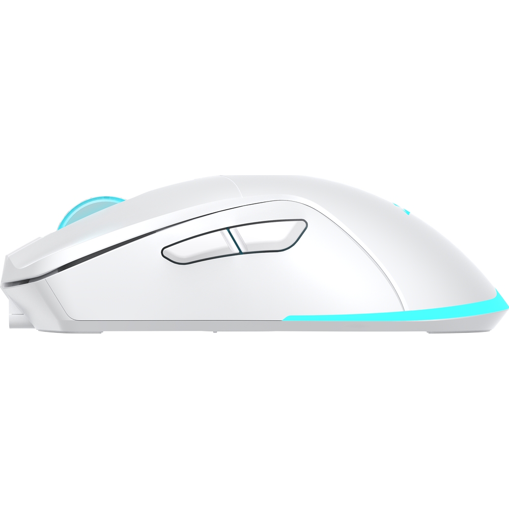 Podświetlenie RGB Rainbow Baracuda TURTLE biała